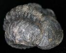 Bargain Enrolled Barrandeops (Phacops) Trilobite #11302-1
